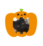 黒猫 ハロウィン（個別スタンプ：4）