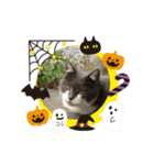 黒猫 ハロウィン（個別スタンプ：6）