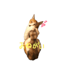 わが家のニャンズ達（個別スタンプ：4）