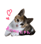 わが家のニャンズ達（個別スタンプ：9）