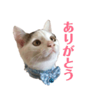白猫こうくん日常スタンプ（個別スタンプ：2）