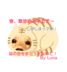 Lunaっちだよ〜。（個別スタンプ：11）