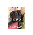 Lunaっちだよ〜。3（個別スタンプ：1）