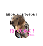 Lunaっちだよ〜。3（個別スタンプ：11）
