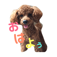 [LINEスタンプ] トイプーのテンポポちゃん2の画像（メイン）