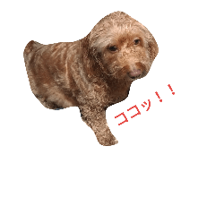 [LINEスタンプ] 愛犬  マユの画像（メイン）