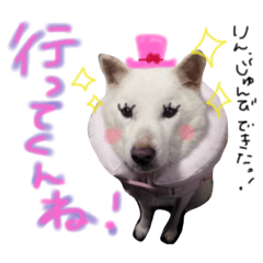 [LINEスタンプ] 北海道犬 の凜ちゃん❁