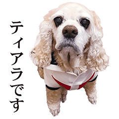 [LINEスタンプ] アメリカンコッカー"ティアラ"のスタンプ2