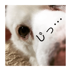 [LINEスタンプ] ふぅさん①