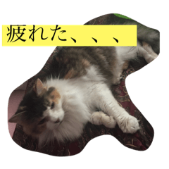 [LINEスタンプ] 猫のピンキー