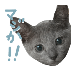 [LINEスタンプ] sinatraスタンプ