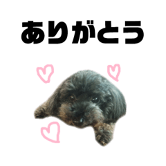 [LINEスタンプ] トイプーのモコちゃん