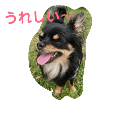 [LINEスタンプ] 我が家の愛犬エアロっぷーの画像（メイン）