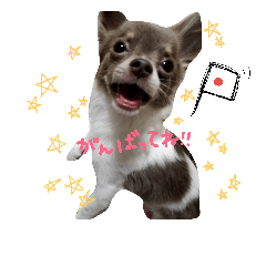 [LINEスタンプ] 愛犬マロンくんの画像（メイン）