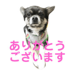 [LINEスタンプ] 甘えん坊ララちゃんの日常スタンプ