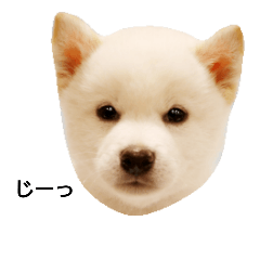 [LINEスタンプ] 白柴犬の銀時