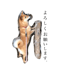 [LINEスタンプ] 田中家のかれん