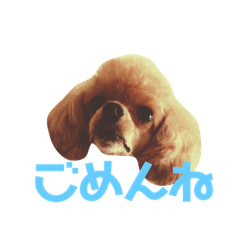 [LINEスタンプ] トイプードル毎日スタンプ