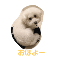 [LINEスタンプ] ビジョン犬のモコちゃん