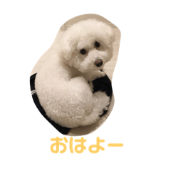 [LINEスタンプ] ビジョン犬のモコちゃんの画像（メイン）