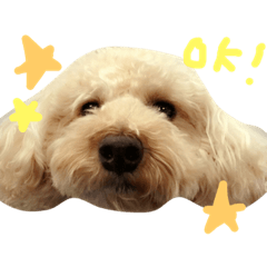 [LINEスタンプ] トイプードル❤︎モカ