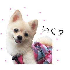[LINEスタンプ] ポメラニアンのくーちゃん