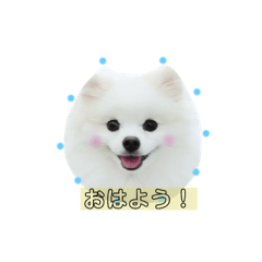 [LINEスタンプ] 白ポメコロン❷