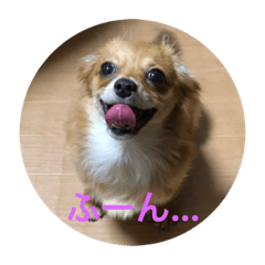 [LINEスタンプ] ポメックス