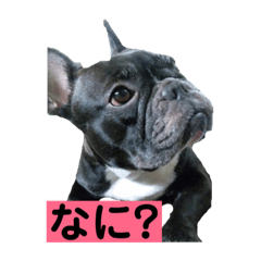 [LINEスタンプ] フレンチブルドッグのらむう。