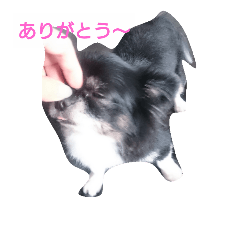 [LINEスタンプ] わんわん チワワ