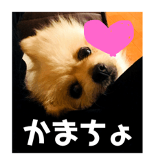 [LINEスタンプ] 愛しのさだはるくん。