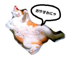 [LINEスタンプ] ととろですにゃ。《普段使える猫》