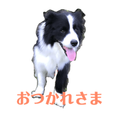 [LINEスタンプ] アレちゃんと一緒