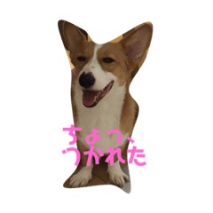 [LINEスタンプ] コーギータビの日常