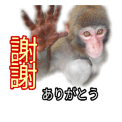 [LINEスタンプ] 猿でも使える中国語スタンプ