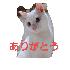 [LINEスタンプ] シロネコの日常①