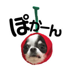 [LINEスタンプ] チワワのカルプと親戚家族大集合♪