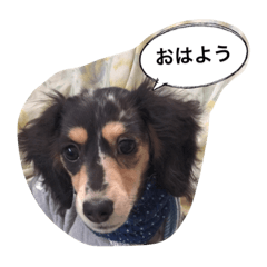 [LINEスタンプ] ダックスのアンジュちゃん(日常会話編)
