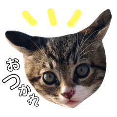[LINEスタンプ] 美猫にゃんきちジュニア