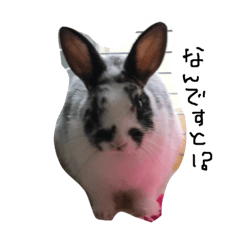 [LINEスタンプ] 癒しなウサギ