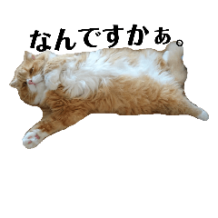 [LINEスタンプ] こはくとしずく