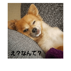 [LINEスタンプ] 犬だってぐうたらしたいよの画像（メイン）