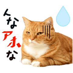 [LINEスタンプ] 関西弁の猫の毎日  2