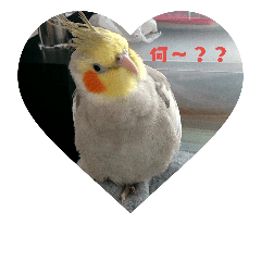[LINEスタンプ] インコはん