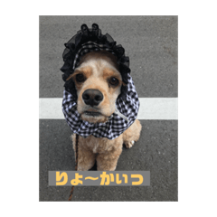 [LINEスタンプ] あめりかんこっかー