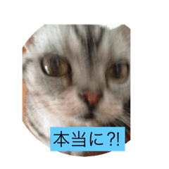 [LINEスタンプ] ねこあにゃんちゃん