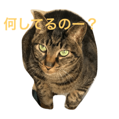 [LINEスタンプ] キジトラ猫フクの幸せな日々
