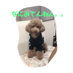 [LINEスタンプ] 大阪弁プードル