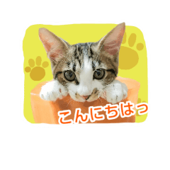 [LINEスタンプ] 僕はクローバー