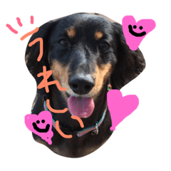 [LINEスタンプ] むぎ(チワワ)の日常で使える言葉集